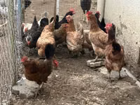 Chickens — 照片 1