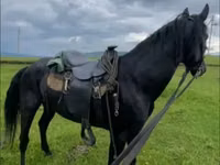حصان, Karachay horse — الصورة 6
