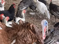 Turkeys — الصورة 7