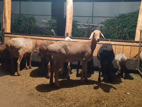 Brebis, Moutons