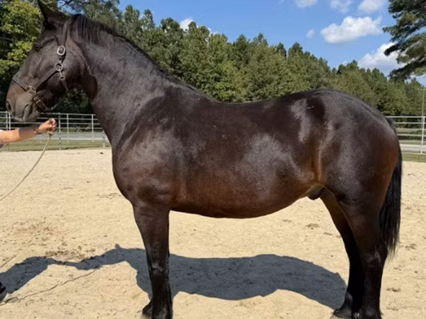 公马, Horses
