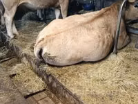 母牛, Aubrac cattle — 照片 2