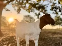 Goat, Boer goat — photo 2