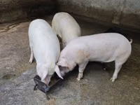 मादा सूअर — फ़ोटो 1
