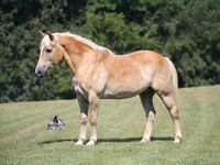 公马, Haflinger — 照片 2