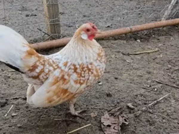 डेनिश हेन