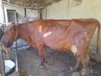 Vache, Red Estonian cattle — photo 3