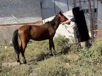 公马, Anglo-Arabian — 照片 4