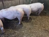 Boar — photo 8