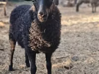 Oveja, Racka sheep — foto 1