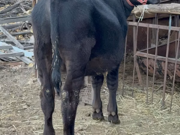 Bulle, Aberdeen-Angus