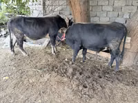 Toro, Ganado vacuno — foto 4