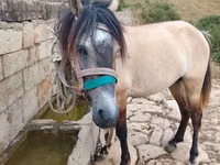 Caballo, Alter Real — foto 2