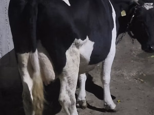 Cow, Holstein breed