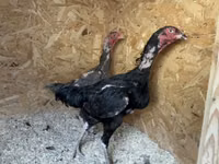Chickens — photo 7