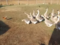 Graue und graugescheckte dänische Gans — Foto 1