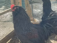 Chickens — Foto 1