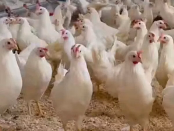 Leghorn