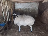 Brebis, Afghan Arabi sheep — photo 1