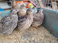 Quails — फ़ोटो 4