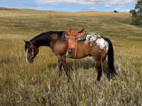 حصان, Horses of Sable Island — الصورة 3