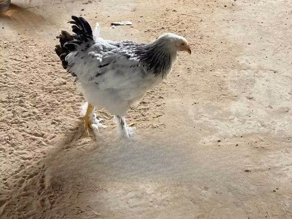 Brahma