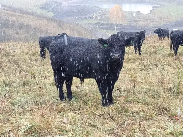 母牛, Galloway cow