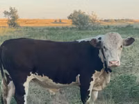 Toro, Vaca kazaja de cabeza blanca — foto 2