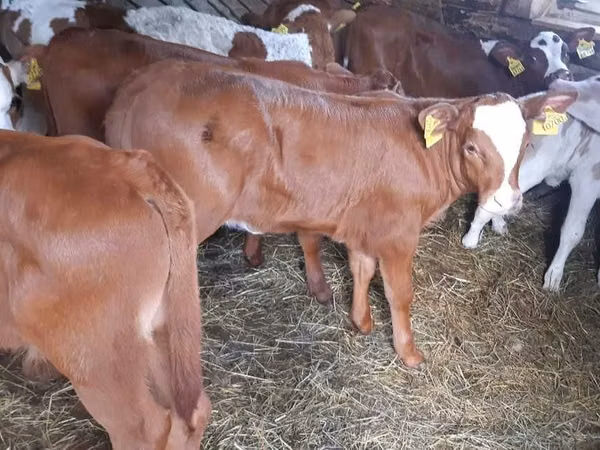 公牛, Simmental cattle