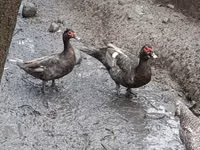 家养麝香鸭 — 照片 3