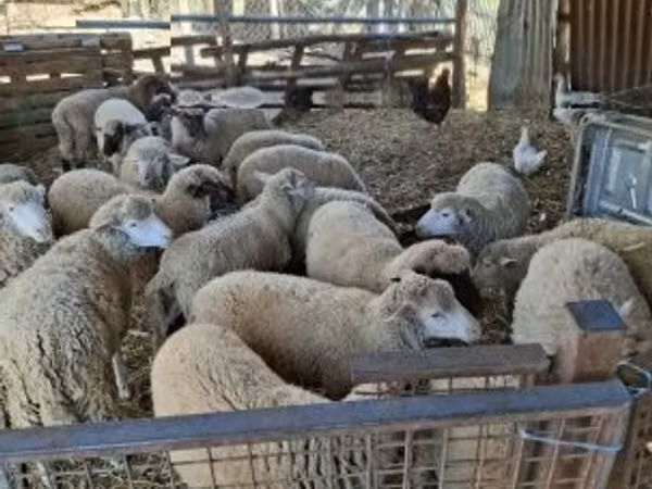 Sheep (batch, sex not specified), Sheep