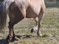 Yegua, Caballos — foto 3
