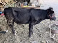 Taureau, Aberdeen-Angus — photo 1