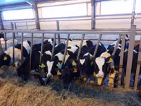 Taureau, Russian Black pied cattle — photo 1