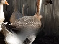 Geese — foto 2