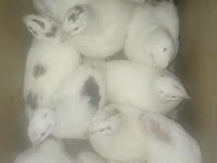 किंग बटेर — फ़ोटो 1