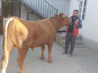 Taureau, Vache limousine — photo 2