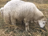 Carnero, Bardhoka sheep — foto 2