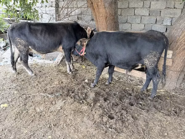 Taureau, Bovins