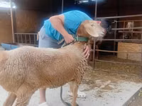 Sheep, Arashan sheep — photo 4
