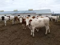 公牛, Galloway cow — 照片 5