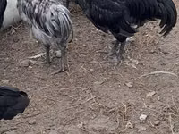 Australian Pit Game fowl — Foto 4