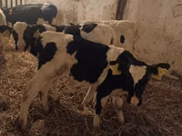Bull, Russian Black pied cattle — photo 2