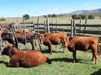 Kuh, Aberdeen-Angus — Foto 3