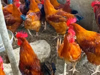 دجاج شمو — الصورة 3
