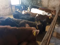 公牛, Cattle — 照片 1