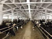 母牛, Yaroslavl cattle — 照片 5