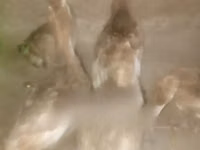 बोर्बन रेड — फ़ोटो 3
