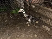 Ducks — फ़ोटो 1