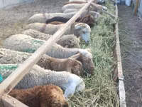 Brebis, Moutons — photo 2